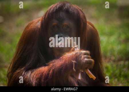 En orang-outan de Sumatra Schmutzer Primate Center, Jakarta. Banque D'Images