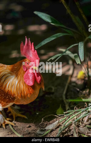 Un individu mâle de la junglefowl rouge (Gallus gallus) est photographié au zoo de Bali à Singapadu, Sukawati, Gianyar, Bali, Indonésie. Banque D'Images