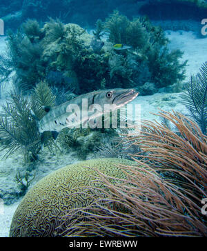 Au-dessus d'un barracuda de corail cerveau. Banque D'Images