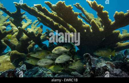 L'École de poissons sous un peuplement de corail Elkhorn. Banque D'Images