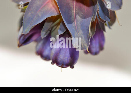 Cerinthe major var. purpurascens (bleu honeywort) Banque D'Images