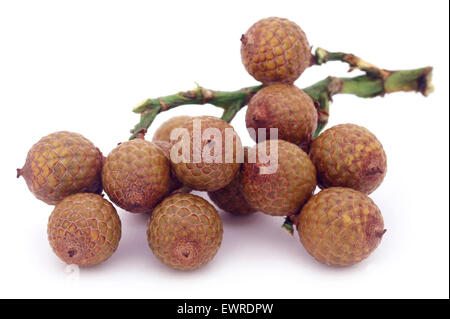 Calamus Tropical fruits de palmier sur fond blanc Banque D'Images