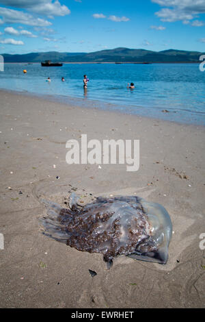 Aberdovey, Pays de Galles, Royaume-Uni. 30 Juin, 2015. Une énorme méduse sur la plage de Aberdovey, au Pays de Galles comme approche des températures de 30 degrés. Crédit : Jon Freeman/Alamy Live News Banque D'Images