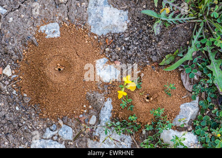 Pièges à sable en forme de cône d'antlions / ant lions (Myrmeleontidae) Banque D'Images