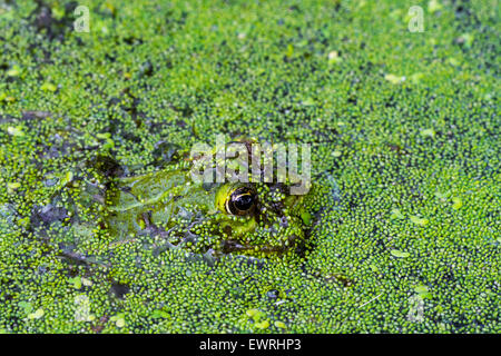 Grenouille comestible / eau commun grenouille / grenouille verte (Pelophylax kl. esculentus / Rana kl. esculenta) flottant parmi les lentilles d'eau dans l'étang Banque D'Images