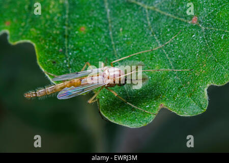 Cécidomyie du bruiteur (Chironomus plumosus) espèces de moucherons piqueurs (Chironomidae) sur des feuilles de chêne Banque D'Images