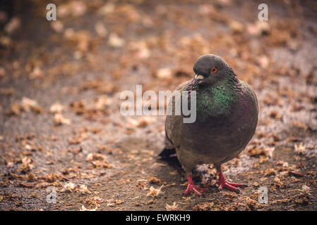 Pigeon gris debout sur le sol, les oiseaux dans l'environnement urbain, Selective Focus Banque D'Images