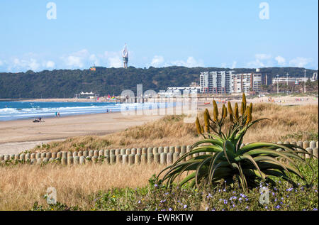 Vue de derrière l'usine d'aloès d'inconnus sur la plage contre le Bluff skyline à Durban, Afrique du Sud Banque D'Images