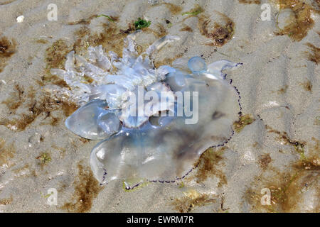 West Wittering Beach, West Sussex, UK. 30 Juin, 2015. Le baril méduse échouée sur la plage à l'Est de West Wittering Spit. Credit : Julia Gavin UK/Alamy Live News Banque D'Images