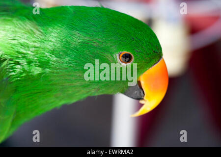 Les perroquets verts et jaunes à une organisation communautaire, à Encinitas en Californie d'oiseaux Banque D'Images