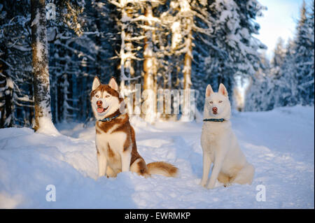 Chiens Husky dans le frosty Woods, à la lumière du soleil au coucher du soleil Banque D'Images