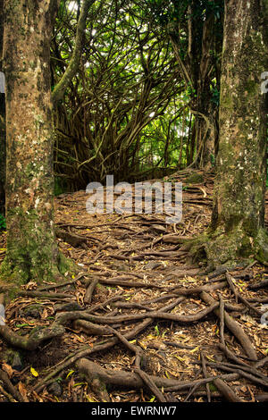 Chemin et les racines des arbres à Rainbow Falls. New York, la Grande Île Banque D'Images