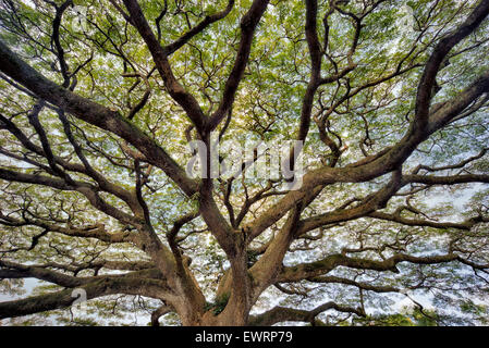 Grand arbre avec branches sauvagement. New York, la Grande Île Banque D'Images