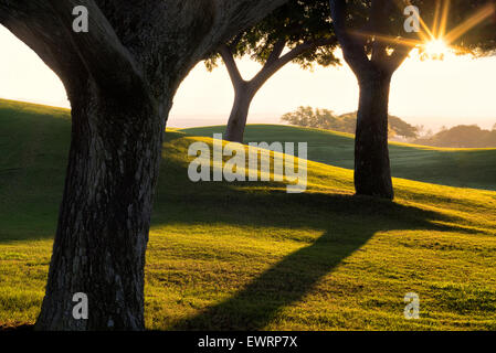 Lever du soleil à travers des arbres et de la pelouse de Four Seasons Hotel, New York, la grande île. Banque D'Images