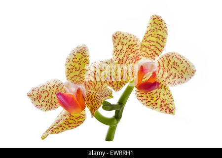 Fleurs orchidée jaune isolated on white Banque D'Images