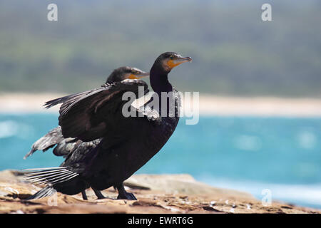 Grand Cormoran (Phalacrocorax carbo) assis sur un rocher à la côte dans le sud dans le parc national de Murramarang Durras, Australie. Banque D'Images