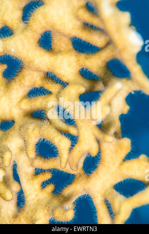 Close up macro image d'incendie sous-marine corail en mer Rouge, Egypte Banque D'Images