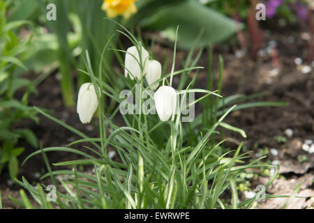 Le premier perce-neige de printemps est sorti du dessous de la couverture de neige Banque D'Images