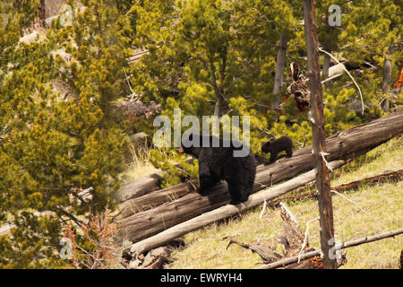 Une mère et son petit ours noir sur un journal. Banque D'Images