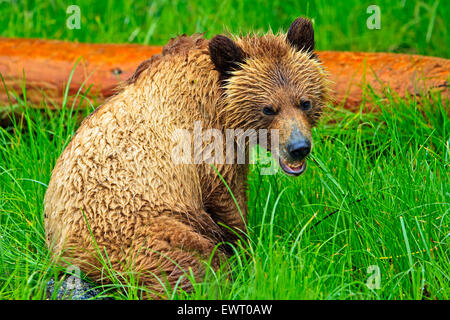 Grizzly Bear cub côtières à la recherche de nourriture à marée basse sur la partie continentale de la Colombie-Britannique, Canada Banque D'Images