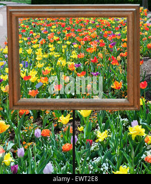 Un champ de tulipes colorées vu à travers un vide permanent cadre photo en bois. Banque D'Images