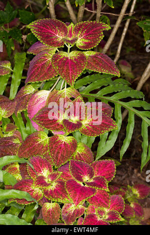 Feuilles rouge vif avec bords verts et jaunes de coleus, peint l'ortie plante, Solenostemon scutellarioides sur fond sombre Banque D'Images