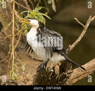 Grand héron cendré, Phalacrocorax, on log avec fluffed jusqu'plumage, ailes humides a tenu à sécher, et le bec ouvert, en Australie Banque D'Images