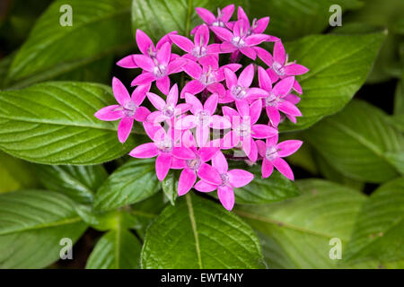 Grappe de fleurs en forme d'étoile rose vif et le vert émeraude des feuilles de Pentas lanceolata, arbuste jardin d'Evergreen Banque D'Images