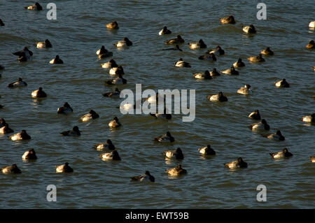 Sauvagine affluent, Columbia River Gorge National Scenic Area, New York Banque D'Images