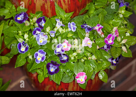 Grappe de rose, mauve et fleurs violettes de Torenia fournieri, triangulation, fleur avec gouttes de pluie sur les pétales et les feuilles vert émeraude sur fond marron foncé Banque D'Images