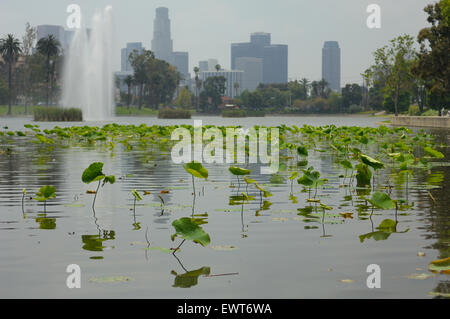 Plantes Lotus sur Echo Park Lake, Los Angeles CA Banque D'Images