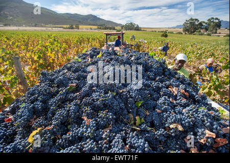 Stellenbosch, Afrique du Sud - raisins Banque D'Images