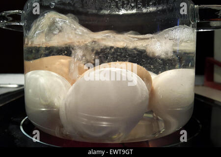 Faire bouillir les oeufs blanc et brun dans une casserole en verre sur la cuisine plaque chauffante. Banque D'Images