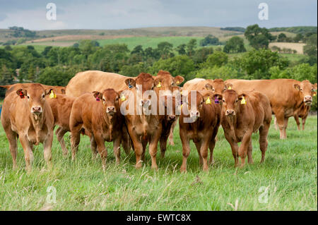 Troupeau de bovins Limousin dans les pâturages des hautes terres, Lancashire, Royaume-Uni. Banque D'Images