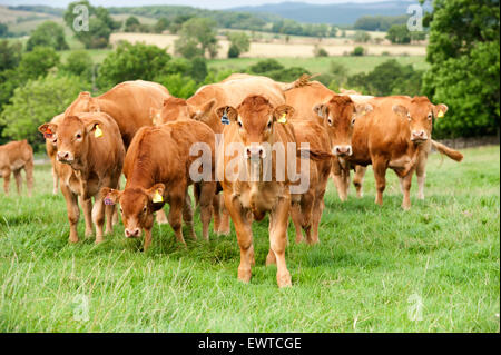 Troupeau de bovins Limousin dans les pâturages des hautes terres, Lancashire, Royaume-Uni. Banque D'Images