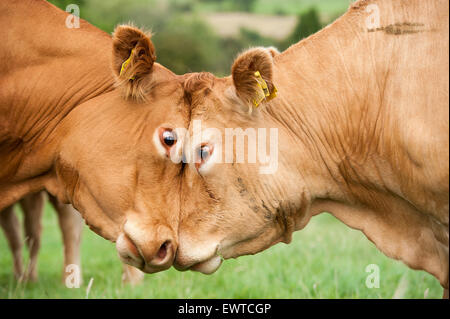 Deux vaches limousin lutter les uns contre les autres, en poussant la tête à tête. Le Lancashire, Royaume-Uni. Banque D'Images