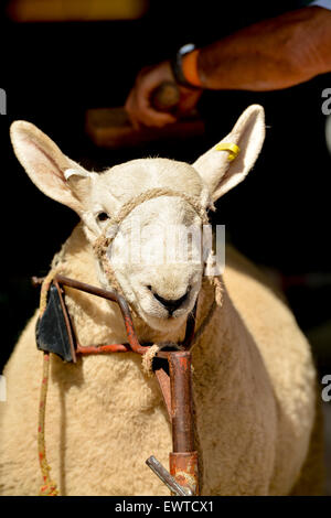 S'habiller moutons dans la préparation d'un spectacle, au Royaume-Uni. Banque D'Images