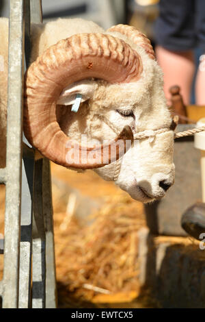 S'habiller moutons dans la préparation d'un spectacle, au Royaume-Uni. Banque D'Images