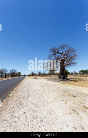 Vieux majestueux baobab (Adansonia digitata)) - Ngoma, Botswana Zimbabwe border Banque D'Images