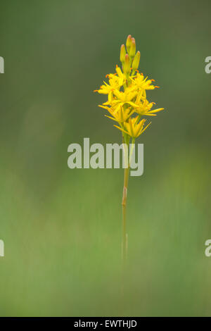 Un Bog Asphodel photographié dans la New Forest. Banque D'Images