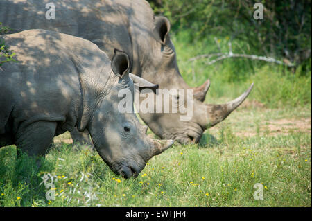 L'AFRIQUE DU SUD- une paire de rhinoceros' (Rhinocerotidae) sur la réserve de chasse Dinokeng Banque D'Images