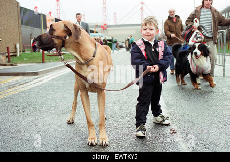 4 ans Oscar Halpin arrivant à la NEC avec grand danois en orange, l'un des participants, le premier jour. 9 janvier 1991. Banque D'Images