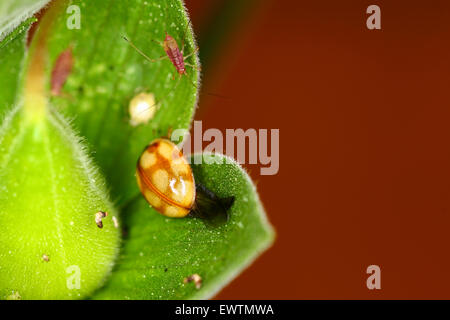 Coccinelle ou coccinelle r cemment apparue sur tige avec cas de