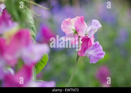 Lathyrus odoratus, pois de Prima Ballerina 'fleurs' Banque D'Images