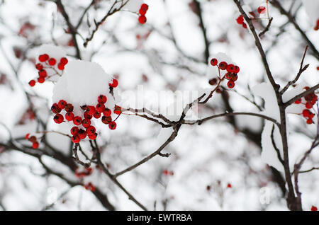 Rowan dans la neige Banque D'Images