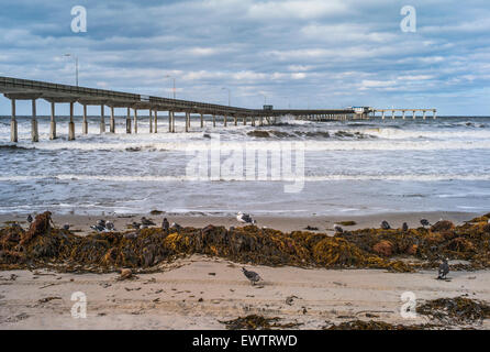 Ocean Beach Pier en Californie avec des vagues et des goélands sur un jour nuageux. Banque D'Images