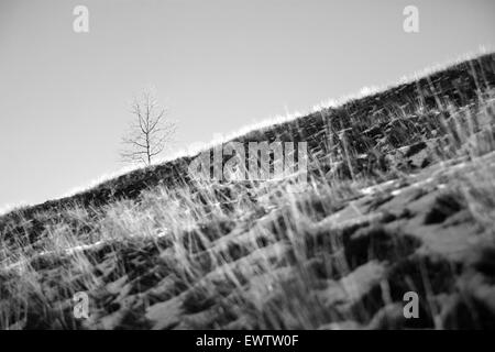 Noir et blanc photo artistique avec un seul arbre dans un champ de neige Banque D'Images