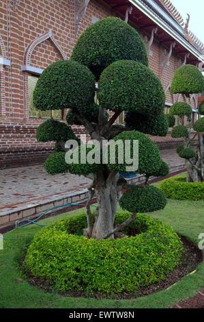 Arbre généalogique bien entretenu sur le temple Wat Neramit Wipatsana Temple, Dan Sai District, province de Loei, Thaïlande Banque D'Images