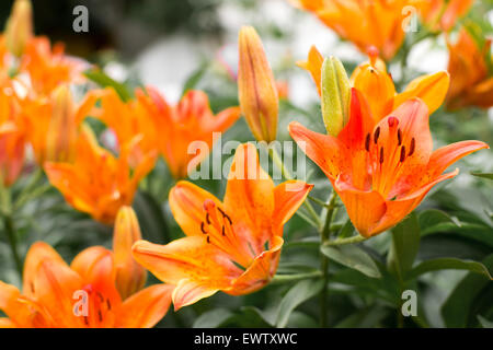 De plus en plus sauvage Tiger Lillies en orange avec des taches aussi connu sous le nom de Lilium Banque D'Images