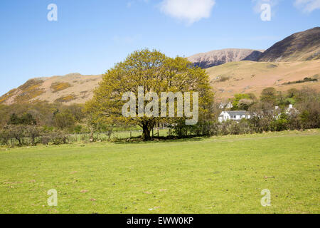 Oak tree au début de l'été, Buttermere, parc national de Lake District, Cumbria, England, UK Banque D'Images